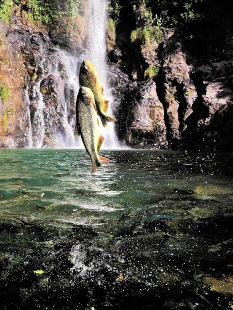 ピラプタンガ（Ｃ）Ｍｉｔｓｕａｋｉ　Ｉｗａｇｏ