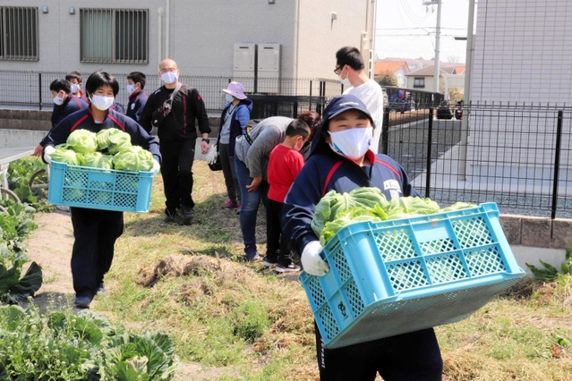収穫したキャベツを運ぶ部員たち＝明石市二見町東二見