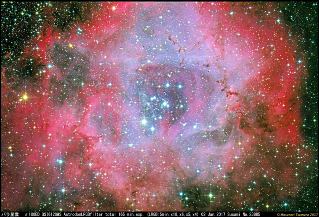 星が放つ紫外線で赤く光るバラ星雲（明石市立天文科学館提供）