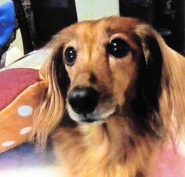 女性が飼っていたカニンヘンダックスフントのエデル
