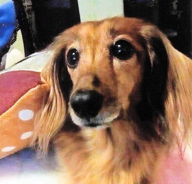 女性が飼っていたカニンヘンダックスフントのエデル