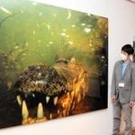 パラグアイカイマンを正面から撮った大作。命がけの撮影を思わせる＝明石市上ノ丸２