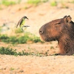 カピバラとウシタイランチョウ（Ｃ）Ｍｉｔｓｕａｋｉ　Ｉｗａｇｏ