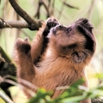 フサオマキザル（Ｃ）Ｍｉｔｓｕａｋｉ　Ｉｗａｇｏ