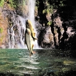 ピラプタンガ（Ｃ）Ｍｉｔｓｕａｋｉ　Ｉｗａｇｏ