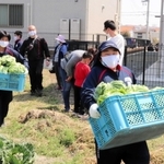 収穫したキャベツを運ぶ部員たち＝明石市二見町東二見