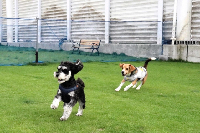 愛犬と飼い主が遊べるドッグラン＝明石ウォーターフロントパーク・ＧＲＡＶＡ