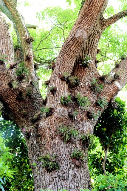 クスノキの大木に養生させたセッコク。５月下旬にかけて開花していく＝明石市明石公園