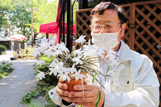 兵庫県産のセッコク「播磨しだれ」＝明石市明石公園