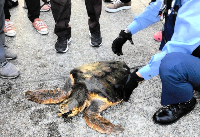 陸に引き上げられたウミガメ＝明石市本町２（読者提供）