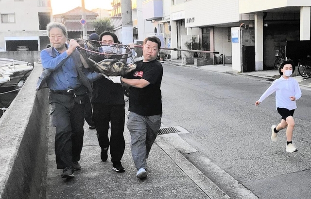 住民らによって網ですくい上げられたウミガメ＝明石市本町２（読者提供）