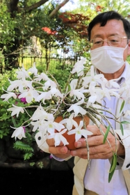 兵庫県産のセッコク「播磨しだれ」＝明石市明石公園