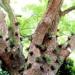 クスノキの大木に養生させたセッコク。５月下旬にかけて開花していく＝明石市明石公園