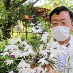 兵庫県産のセッコク「播磨しだれ」＝明石市明石公園