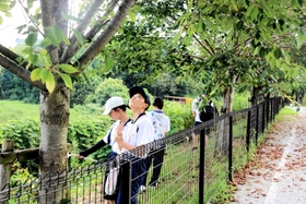 クビアカツヤカミキリを探す明石北高生たち＝明石市大久保町松陰