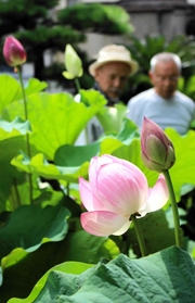 咲き始めたハスの花＝明石市二見町東二見
