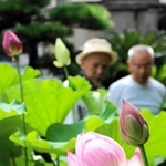 咲き始めたハスの花＝明石市二見町東二見