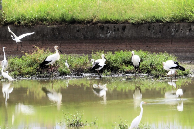 飛来したコウノトリ（羽の先が黒いもの）。池で餌を探すなどしていた＝明石市西部