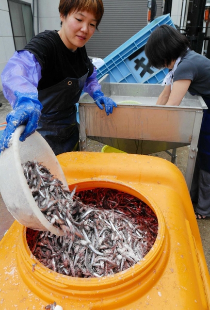イワシに塩をまぶしてタンクに入れる＝明石市魚住町西岡