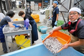 イワシで魚醬をつくる田中泰樹さん（右）や茨木幹人さん（右から２人目）＝明石市魚住町西岡
