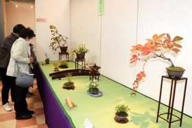 秋の植物が並ぶ山野草展＝明石市小久保１
