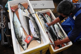 明石浦漁港で水揚げされたサワラ。赤色のタグは特に脂が乗っている＝明石市岬町