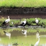 飛来したコウノトリ（羽の先が黒いもの）。池で餌を探すなどしていた＝明石市西部
