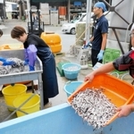 イワシで魚醬をつくる田中泰樹さん（右）や茨木幹人さん（右から２人目）＝明石市魚住町西岡