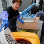 イワシに塩をまぶしてタンクに入れる＝明石市魚住町西岡