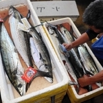 明石浦漁港で水揚げされたサワラ。赤色のタグは特に脂が乗っている＝明石市岬町