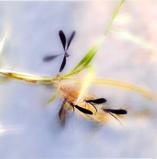 受賞作品「水辺」（本人提供）