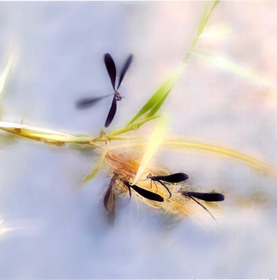 受賞作品「水辺」（本人提供）