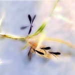 受賞作品「水辺」（本人提供）