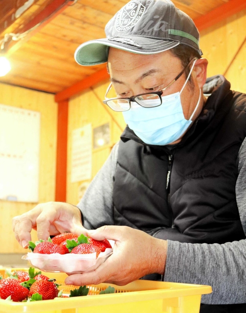 完熟で傷つきやすいイチゴを丁寧にパック詰めしていく＝明石市魚住町清水
