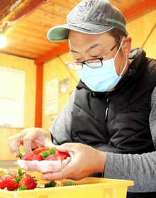 完熟で傷つきやすいイチゴを丁寧にパック詰めしていく＝明石市魚住町清水