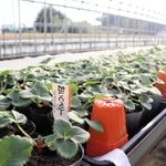 来年の収穫に向けて育てているイチゴの苗＝明石市魚住町清水