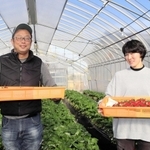 清水いちごを育てる橋本竜介さん（左）＝明石市魚住町清水