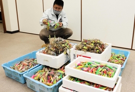 昨年回収された餌木の一部＝明石市二見町東二見