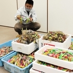 昨年回収された餌木の一部＝明石市二見町東二見