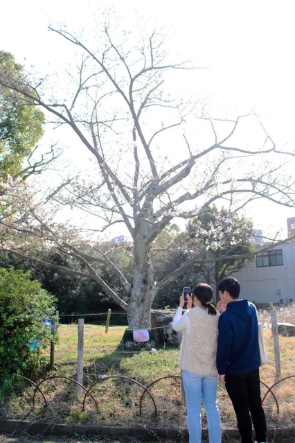３月２８日の標本木＝県立明石公園