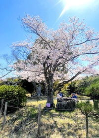 ４月４日、見頃を迎えていた園内南部の藤見池近くの標本木＝県立明石公園