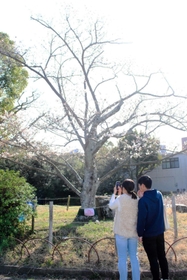 ３月２８日の標本木＝県立明石公園