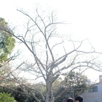 ３月２８日の標本木＝県立明石公園