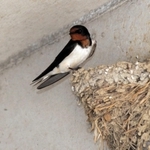 巣で羽を休める親鳥＝明石市