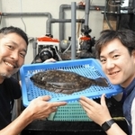 東二見漁協で水揚げされた巨大アマガレイ＝明石市藤が丘２