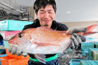 水揚げされ競り落とされた桜鯛＝明石市岬町