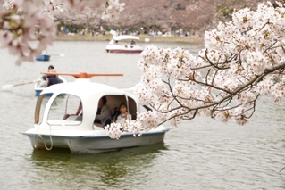 満開の桜に囲まれた剛ノ池。ボートを楽しむ家族連れやカップルでにぎわった＝明石市明石公園