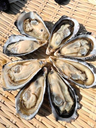 今春初出荷となった明石牡蠣（シェルフィッシュ明石提供）