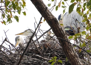 巣から顔を出すアオサギのひなたち。親鳥（右）が寄り添っている＝明石市明石公園