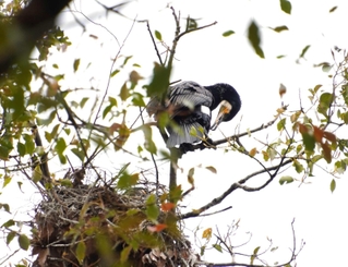 アオサギに混じって営巣するカワウの姿も見られた＝明石市明石公園